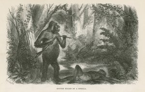 Jæger dræbt af gorilla af English School