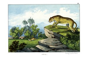 På jagt efter leoparden af English School