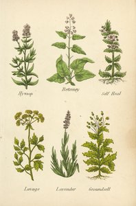 Isop, Betoney, Self Heal, Lovage, Lavendel, Groundsell (farvelitografi) af English School