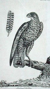 Island Falcon (Falcon Rusticolus), fra 