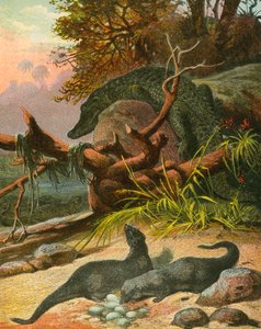 Ichneumon og krokodille af English School