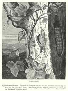 Ichneumons (gravering) af English School