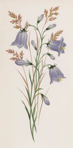 Illustration til A Dream of a Garden (farve litho) af English School