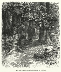 Billeder af sol dannet af løv (gravering) af English School