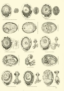 Inkubation af en kylling, Side fra The Pictorial Museum of Animated Nature