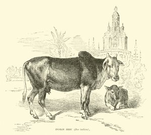 Indian Zebu, Bos indicus  af English School