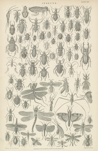 Insekter (gravering) af English School