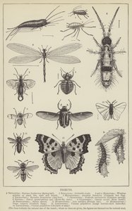 Insekter (gravering) af English School