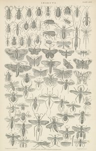 Insekter (gravering) af English School