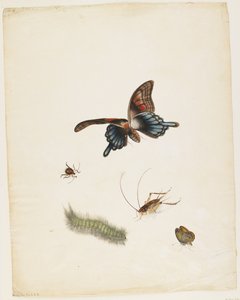 Insekter, ca. 1805 (sort blæk, wc & grafit på papir) af English School