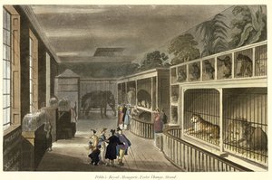 Indvendigt billede af Politos Royal Menagerie, Exeter Change, Strand, 1812 (akvatint) af English School