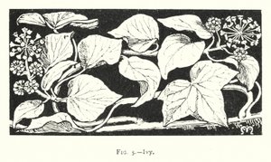 Ivy (gravering) af English School