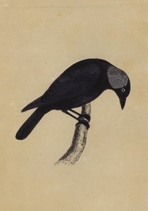 Jackdaw (farvemedlemmer) af English School