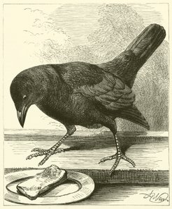 Jackdaw (gravering) af English School