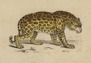 Jaguar (farve litho) af English School