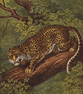 Jaguar (farve litho) af English School