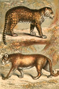 Jaguar og Puma af English School