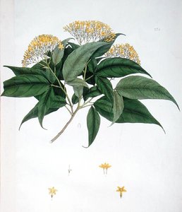 Jasminum Heterophyllum (farve litho) af English School