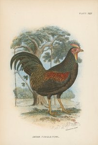 Javan Jungle-Fowl af English School