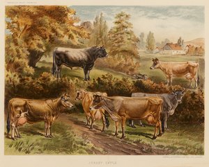 Jersey-kvæg (farvelitografi) af English School