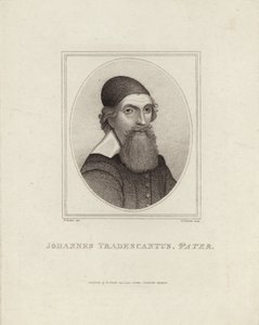 Johannes Tradescantus Pater af English School