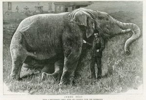 Jumbo, tot von English School