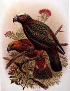 Kaka Papegøje og Variety Kaka-Kura fra 