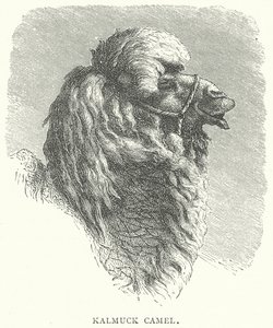 Kalmuck-kamel (gravering) af English School