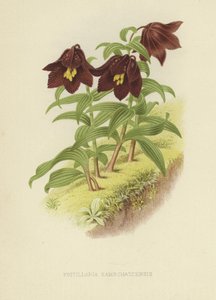 Kamchatka fritillary eller Kamchatka lilje af English School