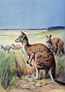 Kænguruer, Australien (farve litho) af English School