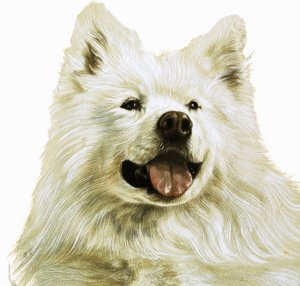 Keeshond af English School