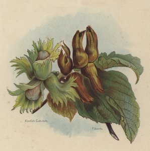 Kentish Cob-nødder, Filberts af English School