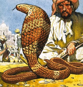 Kong Cobra af English School