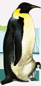 Kong Pingvin af English School