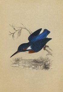 Isfugl (farvelitografi) af English School