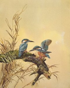 Kingfishers, ca. 1890 (wc på papir) af English School
