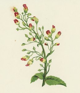 Knudret figenurt, Scrophularia Nodosa (farvelitografi) af English School