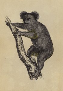 Koala (farvelitografi) af English School
