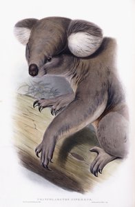 Koala - Phascarctos cinereus, 1845-1863 af English School