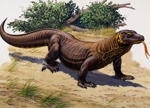 Komodovaran (gouache på papir) af English School