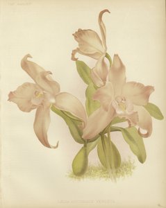 Laelia autumnalis af English School