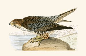 Lanner Falcon, illustration fra 