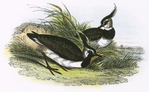 Vibe af English School