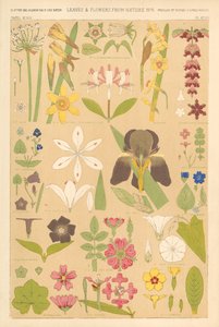 Blade og blomster fra naturen af English School