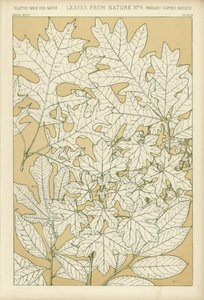 Blade fra naturen af English School