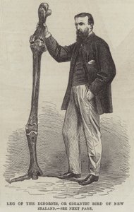 Ben af Dinornis, eller Gigantic Bird of New Zealand (gravering) af English School