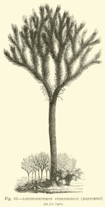 Lepidodendron Sternbergh, restored  af English School