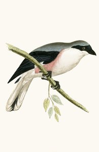 Lesser Grey Shrike, illustration fra 