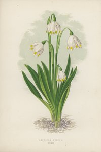 Leucojum Vernum (farve litho) af English School