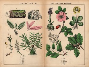 Lav, svamp, alger, mos, bregne, græs, palme, orkidé, rose, auricula, klematis og eg. , fra "The Instructive Picture Book, or Lessons from the Vegetable World," [Charlotte Mary Yonge], Edinburgh af English School